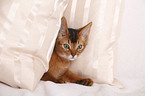 Abyssinian variant