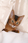 Abyssinian variant