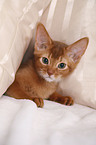 Abyssinian variant