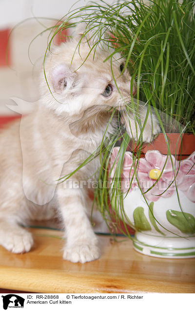 American Curl Ktzchen / American Curl kitten / RR-28868