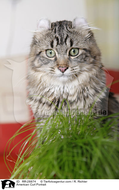 American Curl Portrait / American Curl Portrait / RR-28874