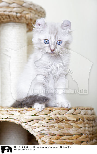 American Curl Ktzchen / American Curl kitten / RR-28880