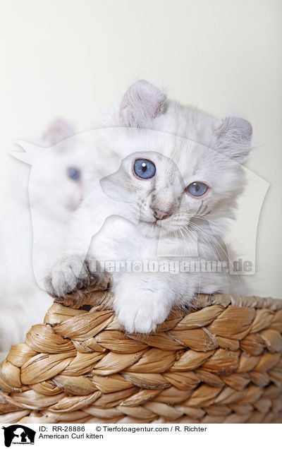 American Curl kitten / RR-28886