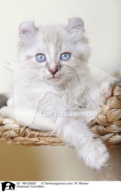 American Curl Ktzchen / American Curl kitten / RR-28887