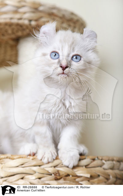 American Curl Ktzchen / American Curl kitten / RR-28888