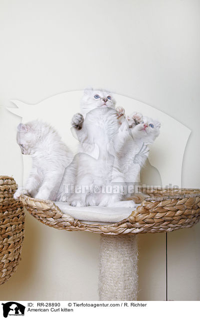 American Curl kitten / RR-28890