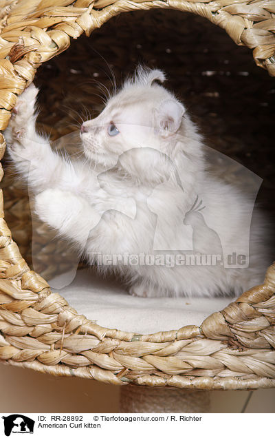 American Curl Ktzchen / American Curl kitten / RR-28892