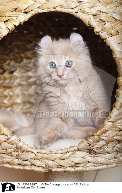 American Curl kitten / RR-28897