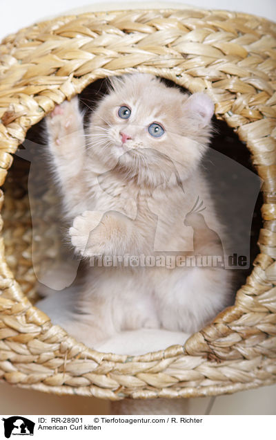 American Curl kitten / RR-28901