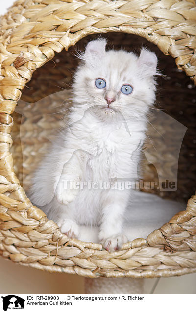 American Curl kitten / RR-28903