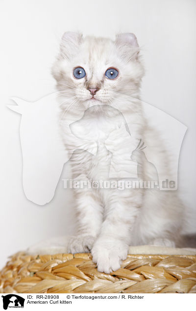 American Curl K�tzchen / American Curl kitten / RR-28908