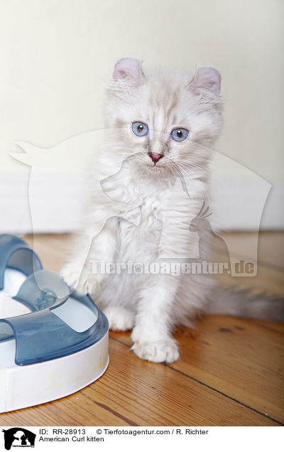 American Curl kitten / RR-28913