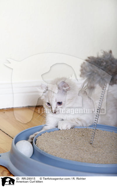 American Curl Ktzchen / American Curl kitten / RR-28915