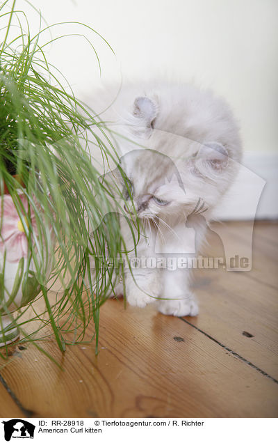 American Curl Ktzchen / American Curl kitten / RR-28918