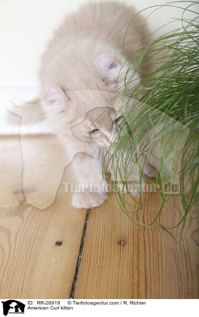 American Curl Ktzchen / American Curl kitten / RR-28919