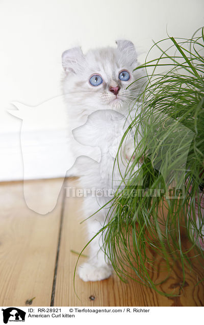 American Curl Ktzchen / American Curl kitten / RR-28921
