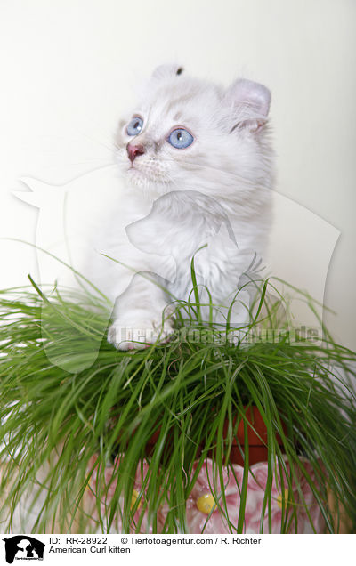 American Curl Ktzchen / American Curl kitten / RR-28922
