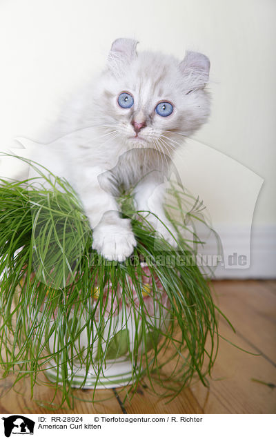 American Curl Ktzchen / American Curl kitten / RR-28924