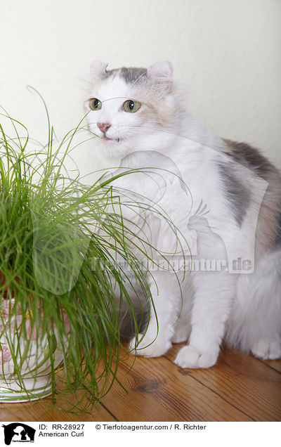 American Curl / American Curl / RR-28927