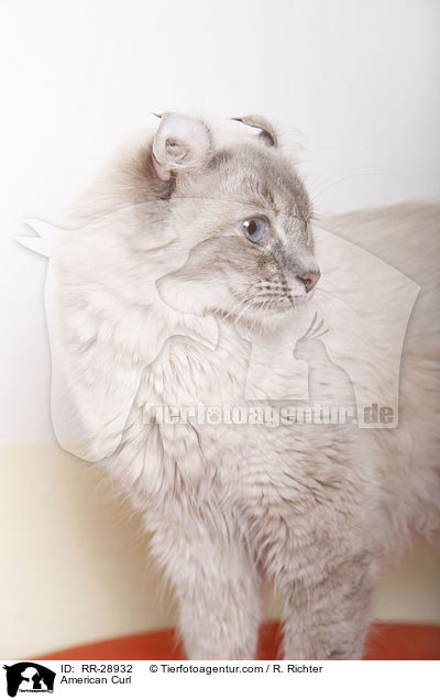 American Curl / American Curl / RR-28932