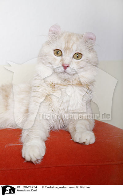 American Curl / American Curl / RR-28934