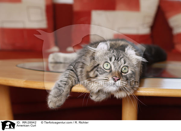 American Curl / American Curl / RR-28942