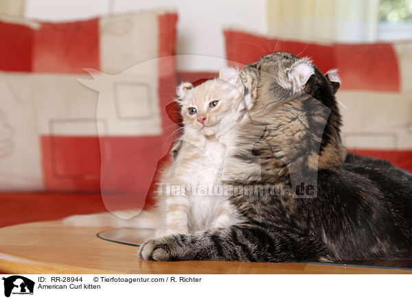 American Curl Ktzchen / American Curl kitten / RR-28944