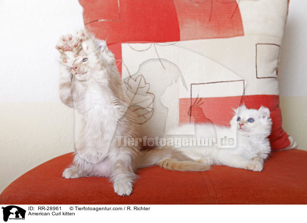 American Curl Ktzchen / American Curl kitten / RR-28961