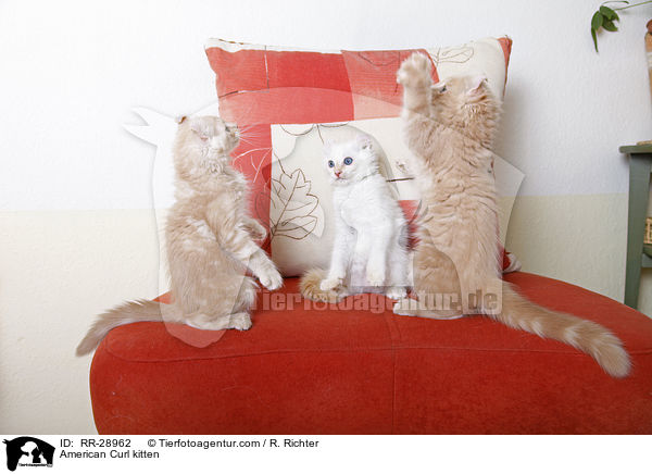 American Curl Ktzchen / American Curl kitten / RR-28962