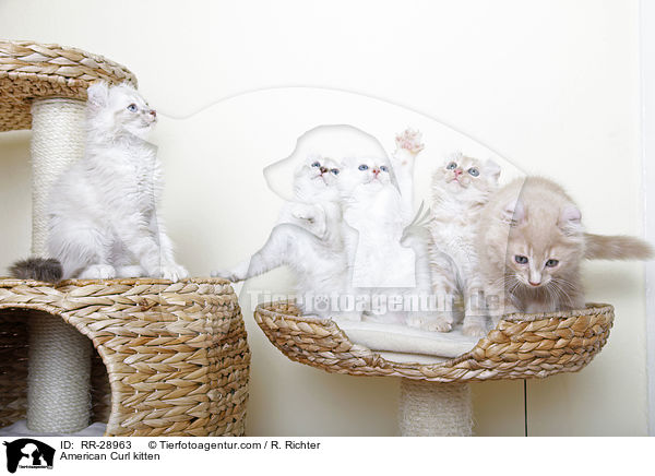 American Curl Ktzchen / American Curl kitten / RR-28963