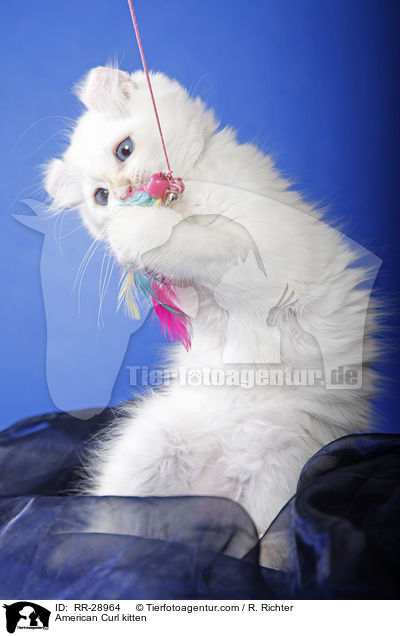 American Curl Ktzchen / American Curl kitten / RR-28964