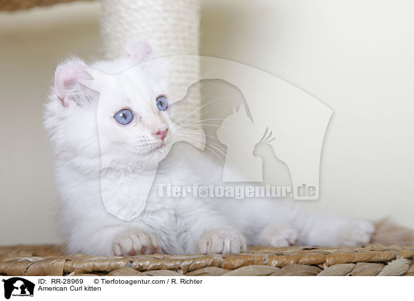 American Curl K�tzchen / American Curl kitten / RR-28969