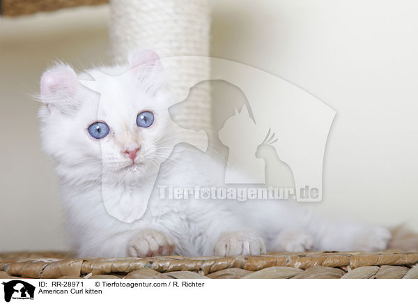 American Curl K�tzchen / American Curl kitten / RR-28971
