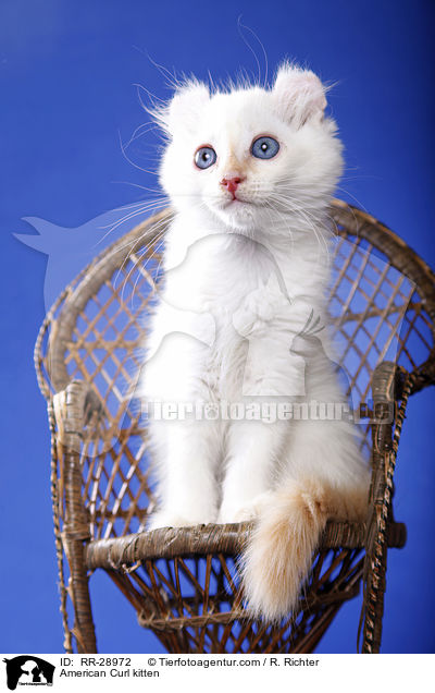 American Curl Ktzchen / American Curl kitten / RR-28972