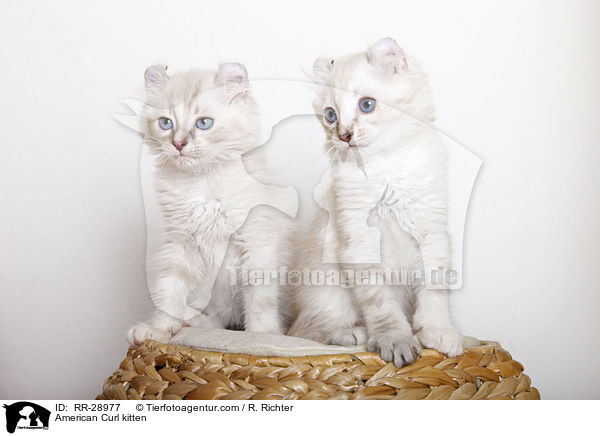 American Curl K�tzchen / American Curl kitten / RR-28977