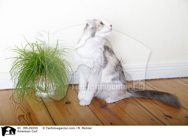 American Curl / American Curl / RR-29009