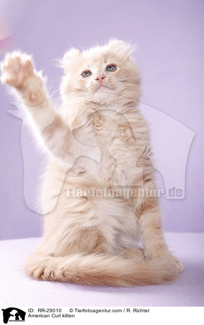 American Curl Ktzchen / American Curl kitten / RR-29010