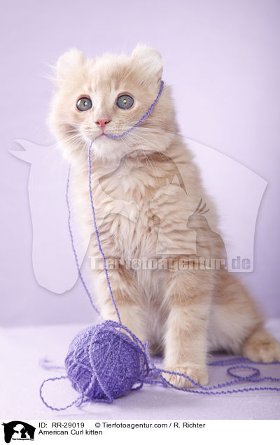 American Curl Ktzchen / American Curl kitten / RR-29019