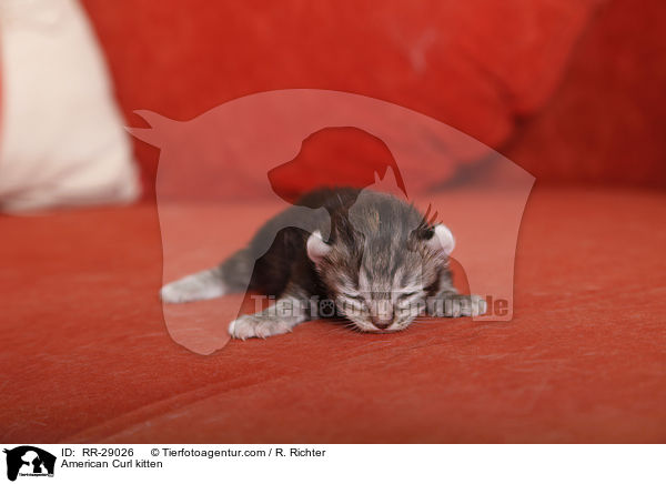 American Curl Ktzchen / American Curl kitten / RR-29026