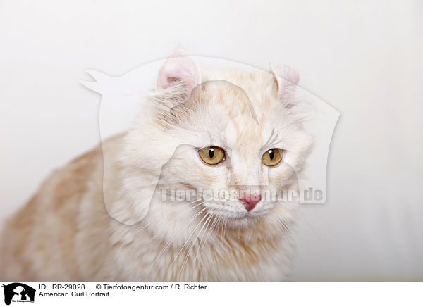 American Curl Portrait / American Curl Portrait / RR-29028