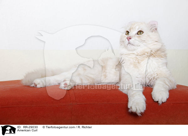 American Curl / American Curl / RR-29030