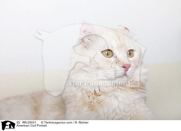 American Curl Portrait / American Curl Portrait / RR-29031
