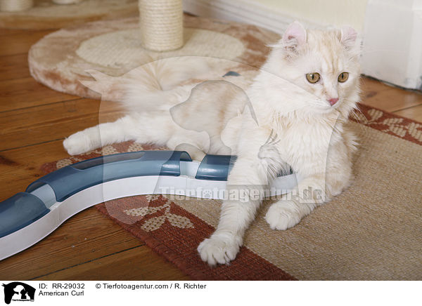 American Curl / American Curl / RR-29032