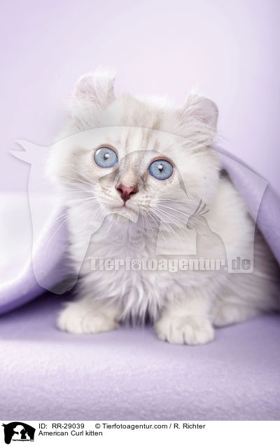 American Curl Ktzchen / American Curl kitten / RR-29039