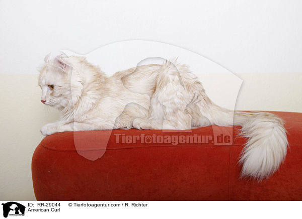 American Curl / American Curl / RR-29044