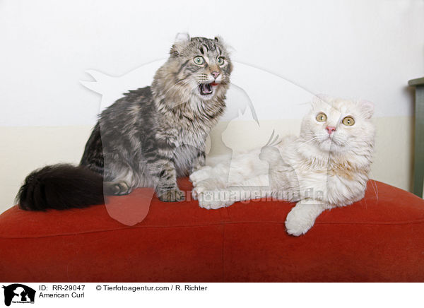 American Curl / American Curl / RR-29047