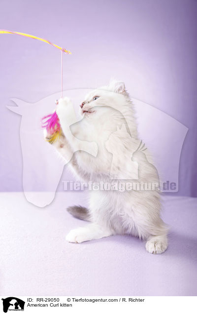 American Curl Ktzchen / American Curl kitten / RR-29050