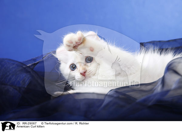 American Curl Ktzchen / American Curl kitten / RR-29067