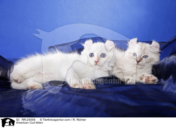 American Curl Ktzchen / American Curl kitten / RR-29068