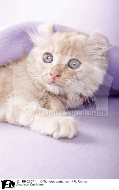 American Curl Ktzchen / American Curl kitten / RR-29071